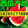 15288806558西瓜批發(fā)山東西瓜價(jià)格