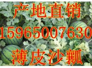 山東西瓜價格最新市場行情分析