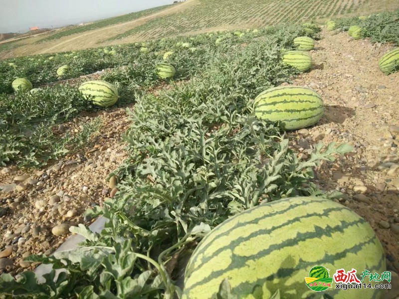 金城5號西瓜圖一