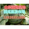 全國西瓜價(jià)格15762366966山東產(chǎn)區(qū)京欣西瓜價(jià)格行情