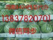 河南8424西瓜（麒麟瓜）開封西瓜