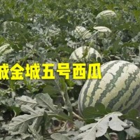 陜西西瓜代辦蒲城大荔西瓜產(chǎn)地價(jià)格行情@陜西西瓜上市時(shí)間