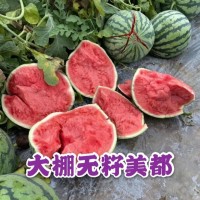 商丘夏邑大棚西瓜大量上市@今日市場(chǎng)批發(fā)多錢一斤